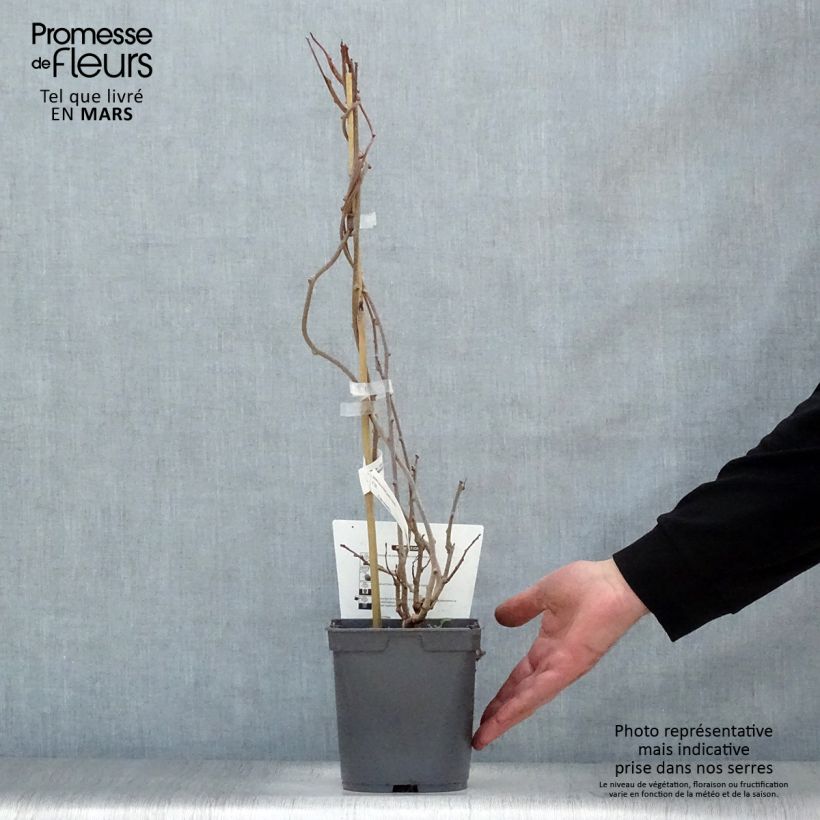 Hardy Red Jumbo (female) - Actinidia arguta 1.5L/2L pot sample as delivered in spring