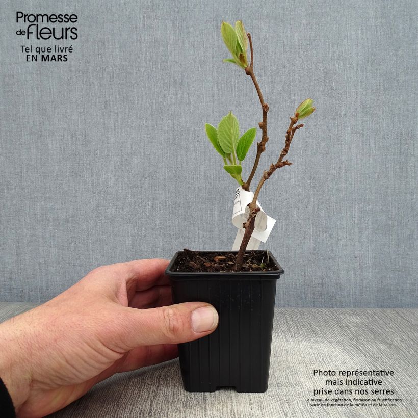Kiwi Plant Solissimo (self-fertile) - Actinidia chinensis 8/9 cm pot sample as delivered in spring