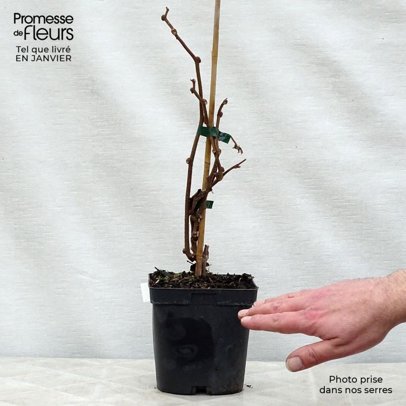 Kiwi Plant Solissimo (self-fertile) - Actinidia chinensis 1L/1.5L pot sample as delivered in winter