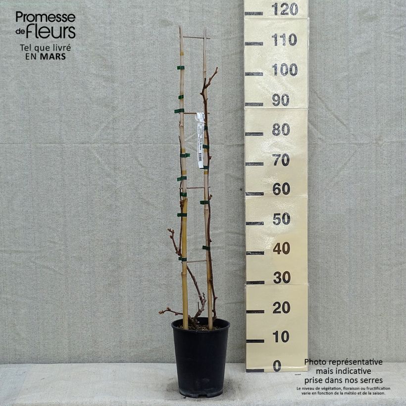 Kiwi Plant Solissimo (self-fertile) - Actinidia chinensis 4L/5L pot sample as delivered in winter