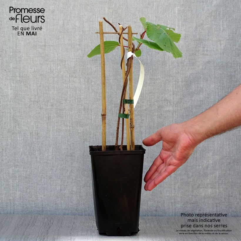 Kiwi Plant Tomuri (male) - Actinidia deliciosa 2L/3L pot sample as delivered in spring