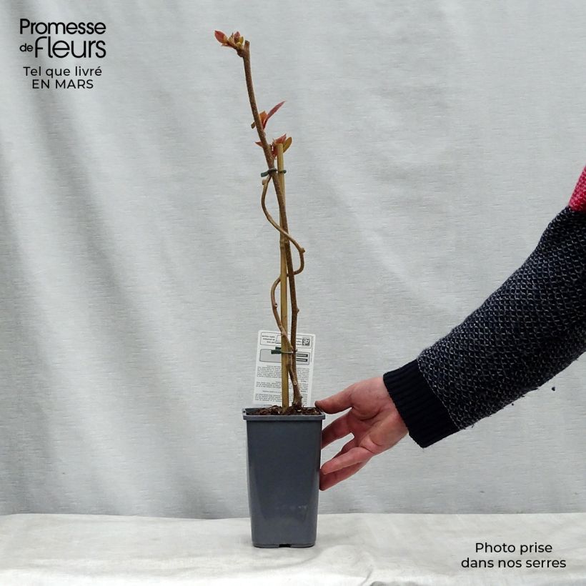 Organic Kiwi Plant Tomuri (male) - Actinidia deliciosa 1.5L/2L pot sample as delivered in spring