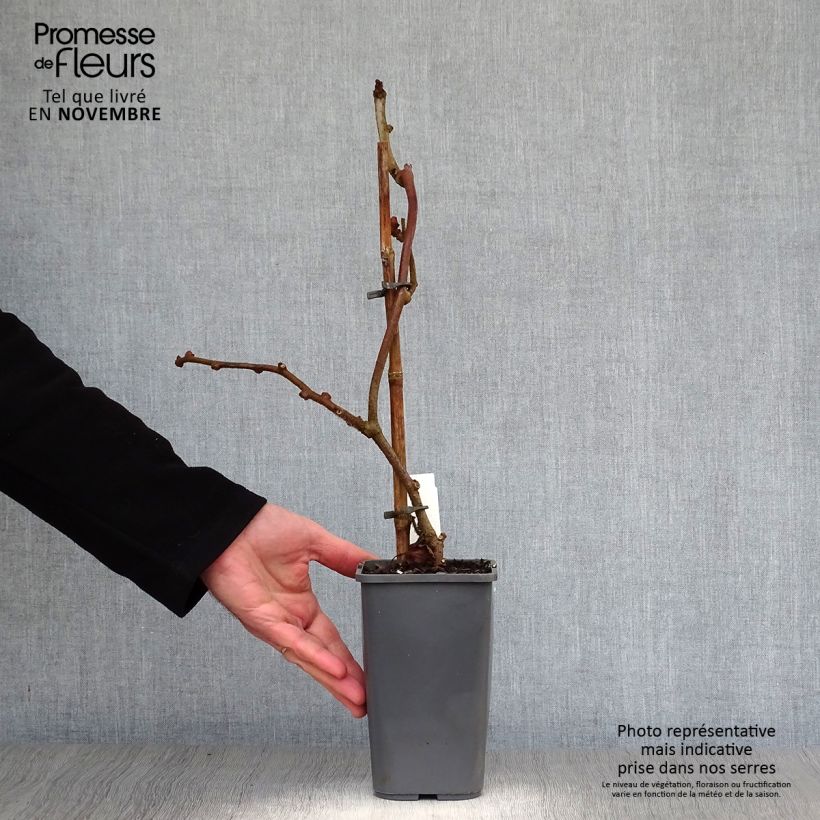 Organic Kiwi Plant Tomuri (male) - Actinidia deliciosa 1.5L/2L pot sample as delivered in autumn