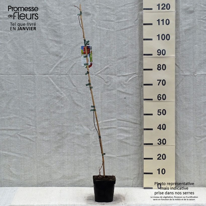 Hardy Kiwi Ananasnaya (female) - Actinidia arguta 1.5L/2L pot sample as delivered in winter