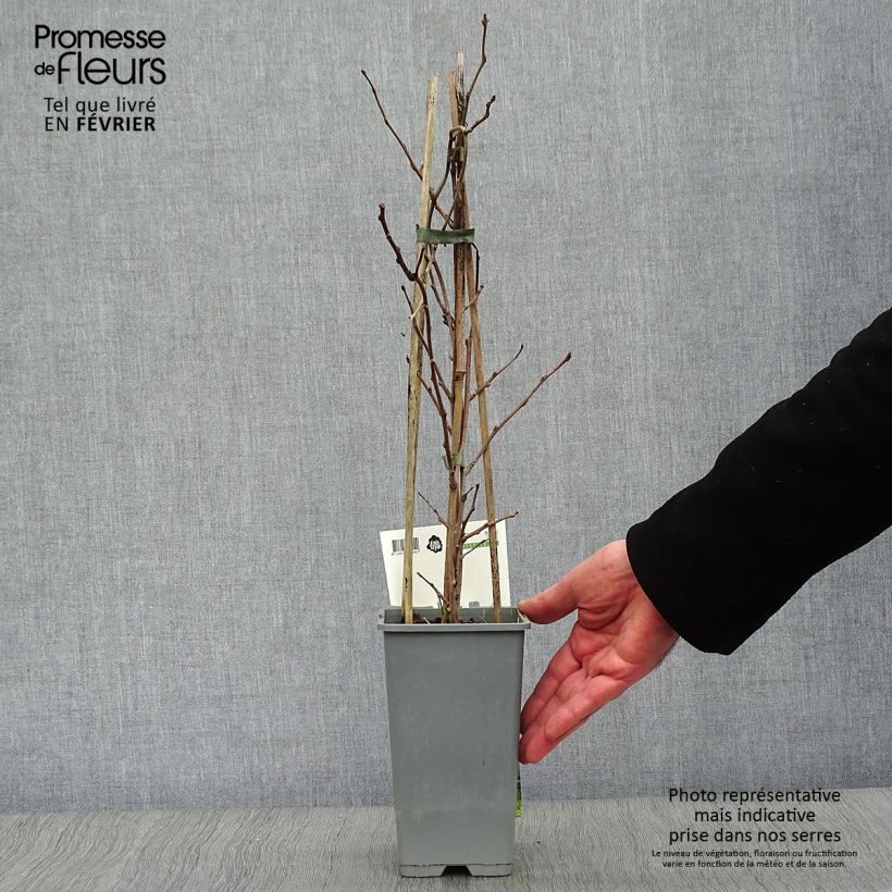 Hardy Kiwi Bayern (female) - Actinidia arguta 2L/3L pot sample as delivered in winter