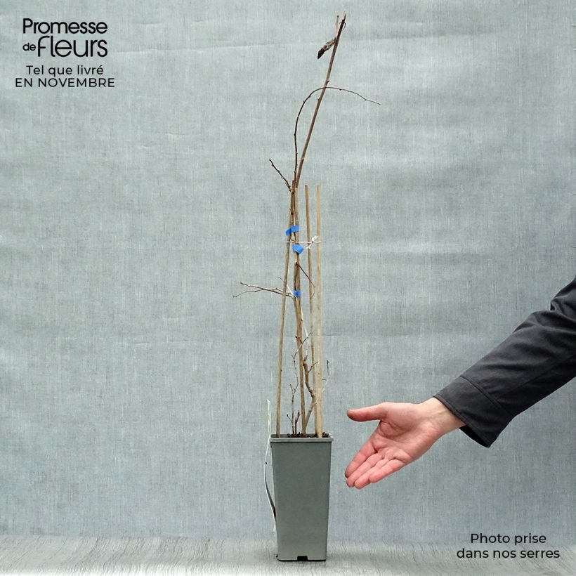 Hardy Kiwi Geneva (female) - Actinidia arguta 1.5L/2L pot sample as delivered in autumn