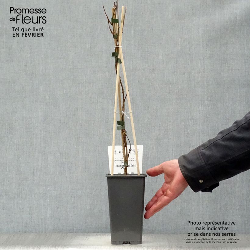 Hardy Kiwi Geneva (self-fertile) - Actinidia arguta 1.5L/2L pot sample as delivered in winter