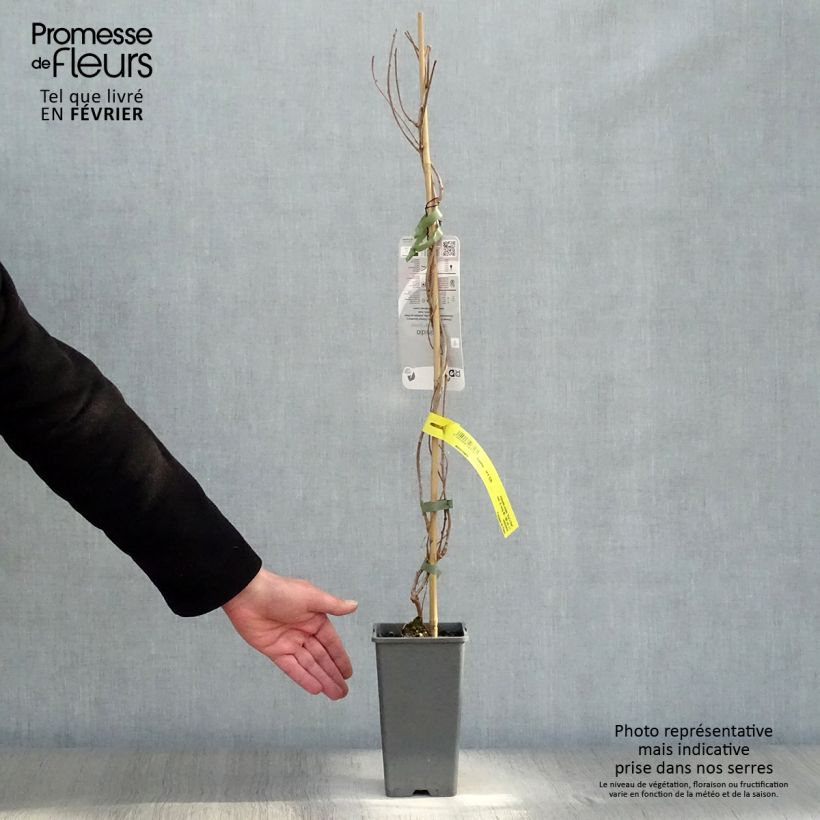 Hardy Kiwi Ken's Red (female) - Actinidia arguta 1.5L/2L pot sample as delivered in winter