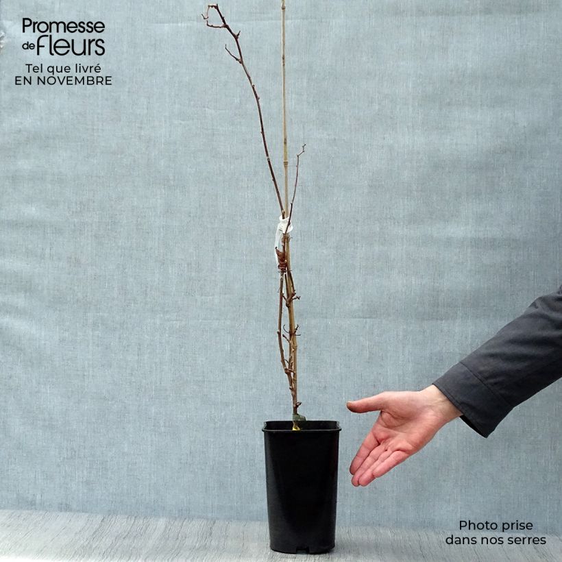 Hardy Kiwi Kokuwa (self-fertile) - Actinidia arguta 2L/3L pot sample as delivered in autumn