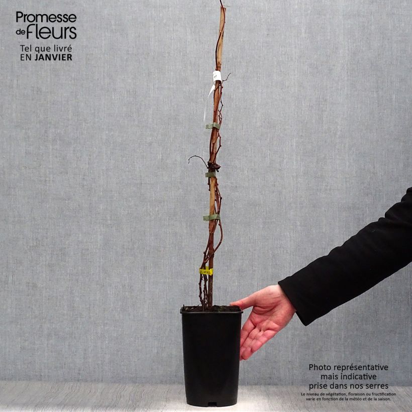 Hardy Kiwi Kokuwa (self-fertile) - Actinidia arguta 2L/3L pot sample as delivered in winter