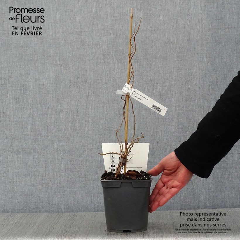 Hardy Super Jumbo (female) - Actinidia arguta 1.5L/2L pot sample as delivered in winter