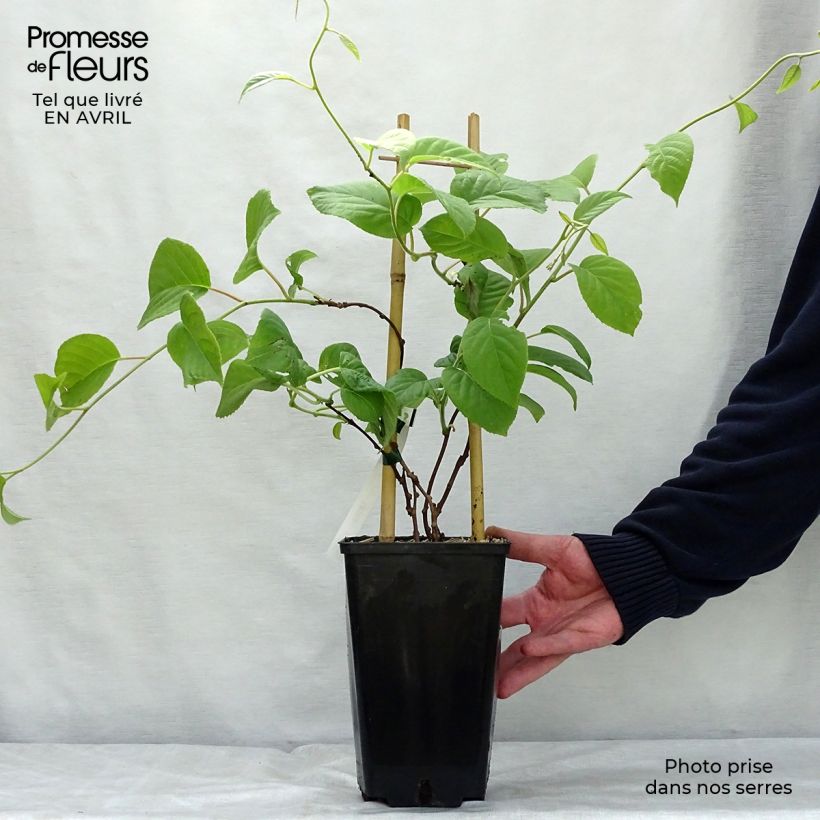 Hardy Kiwi Vitikiwi (self-fertile) - Actinidia arguta 2L/3L pot sample as delivered in spring