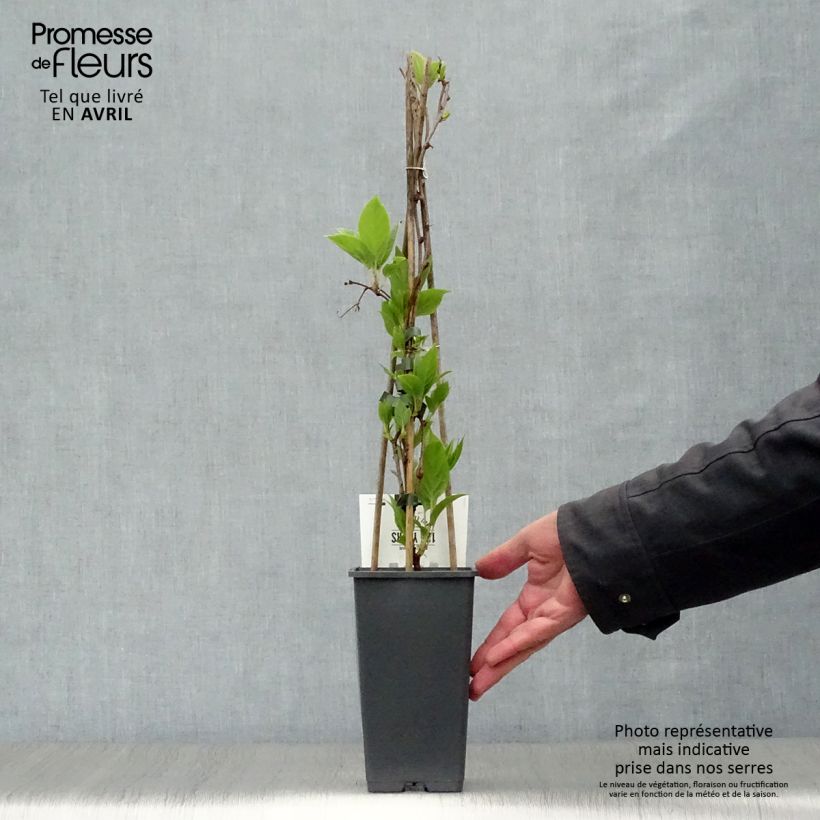 Hardy Kiwi Weikii (male) - Actinidia arguta 1.5L/2L pot sample as delivered in spring