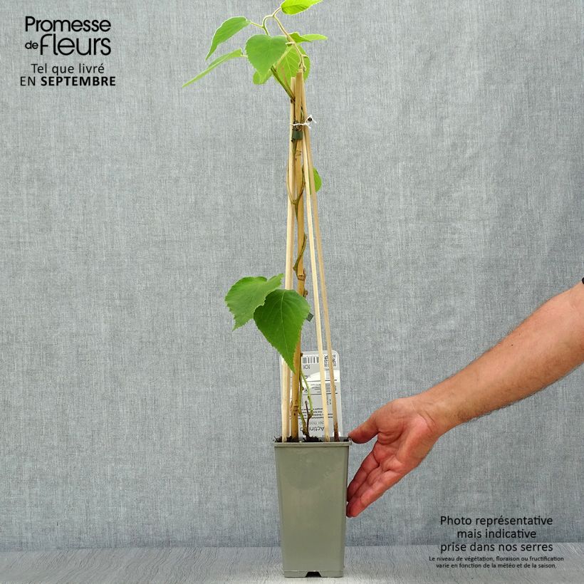 Kiwi Plant Boskoop (self-fertile) - Actinidia deliciosa 1.5L/2L pot sample as delivered in autumn