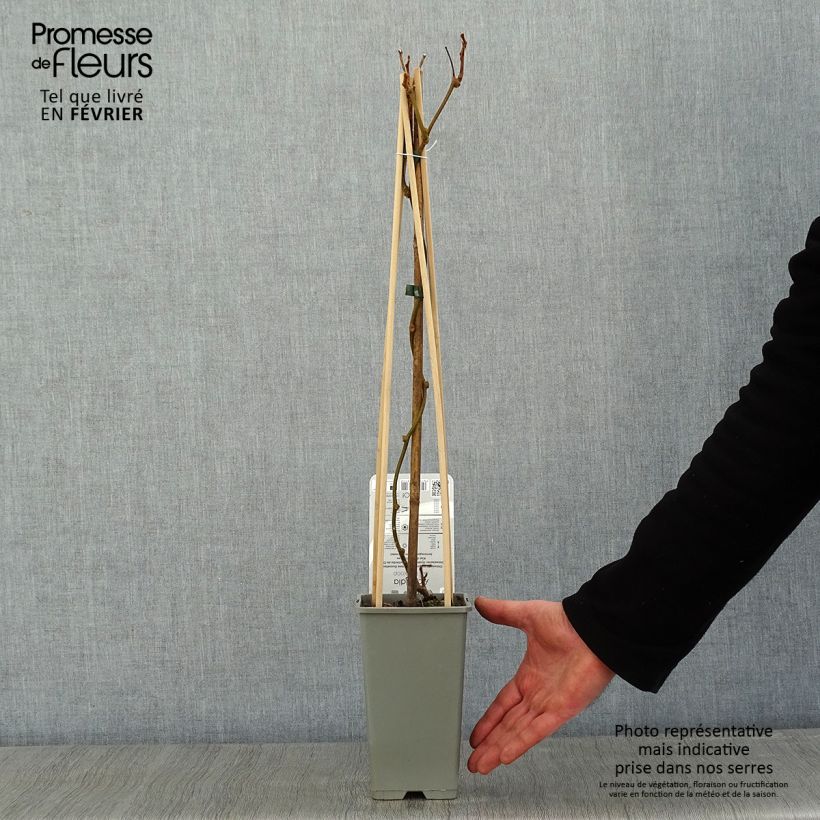 Kiwi Plant Boskoop (self-fertile) - Actinidia deliciosa 1.5L/2L pot sample as delivered in winter