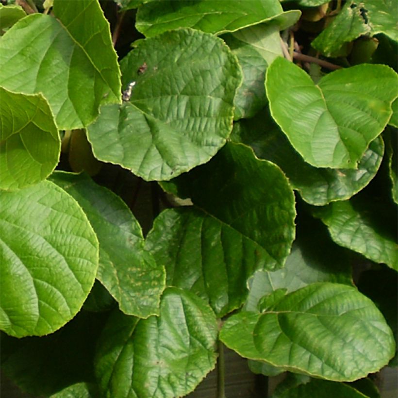 Kiwi Plant Golden Delight (male) - Actinidia chinensis (Foliage)