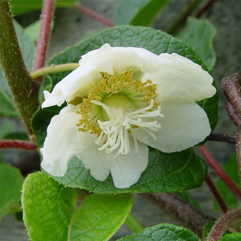 Kiwi Plant Golden Delight (male) - Actinidia chinensis (Flowering)