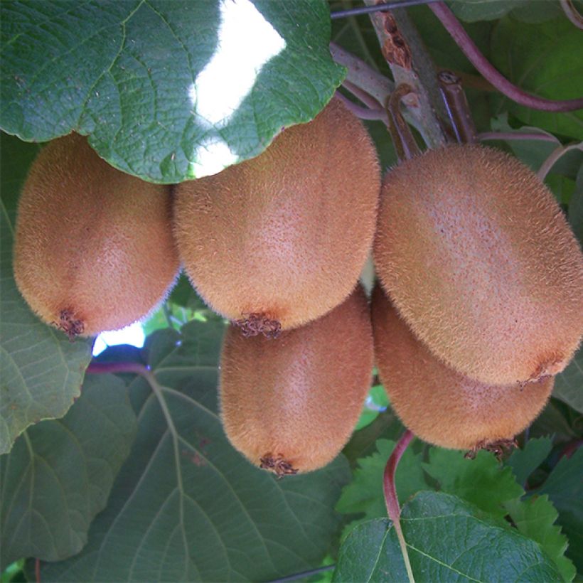 Kiwi Plant Golden Delight (male) - Actinidia chinensis (Harvest)