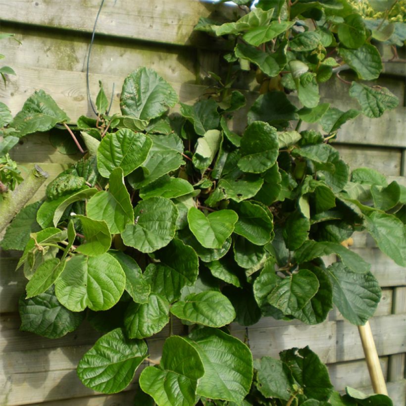 Kiwi Plant Golden Delight (male) - Actinidia chinensis (Plant habit)