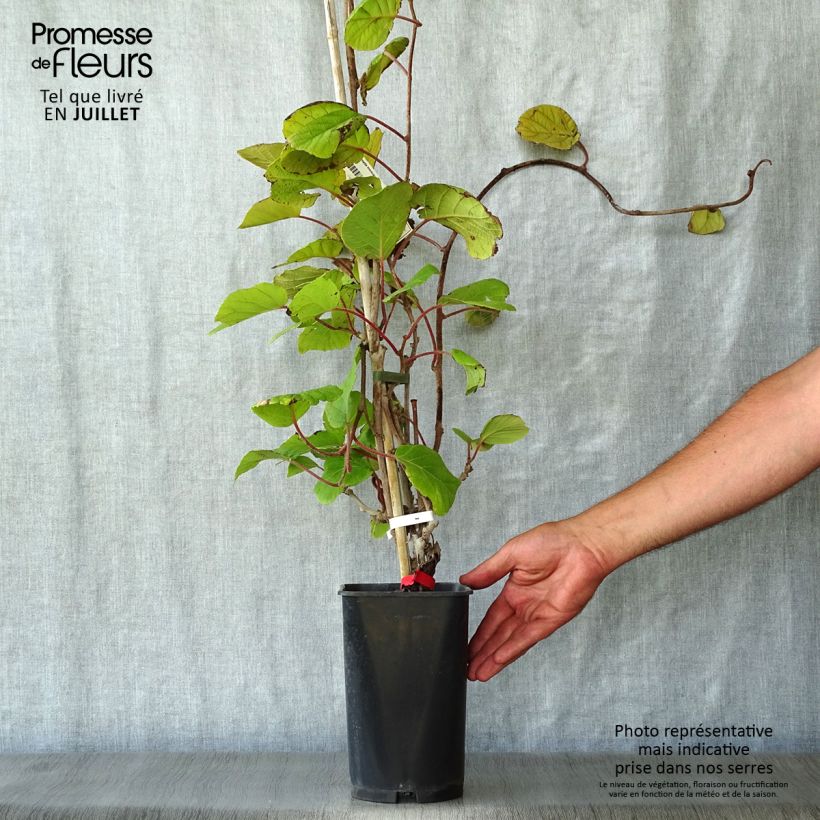 Kiwi Plant Montcap (female) - Actinidia deliciosa 2L/3L pot sample as delivered in summer