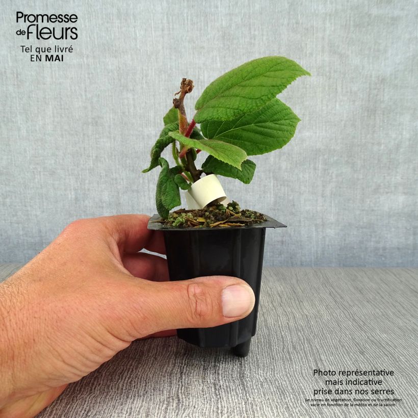 Kiwi Plant Monty (female) - Actinidia deliciosa 8/9 cm pot sample as delivered in spring