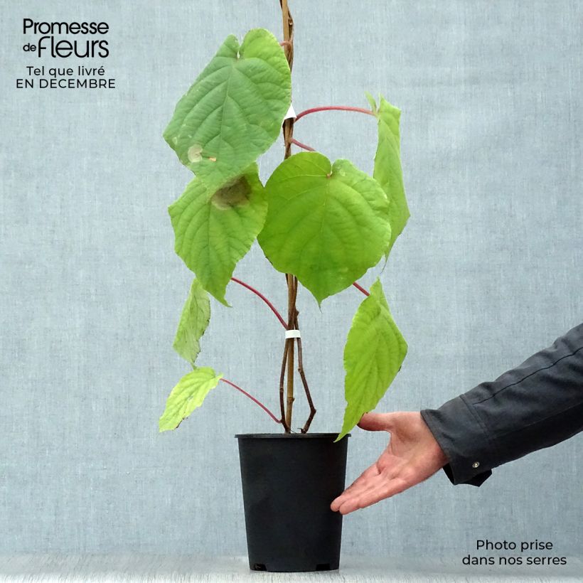 Kiwi Plant Belen (male) - Actinidia deliciosa 2L/3L pot sample as delivered in winter