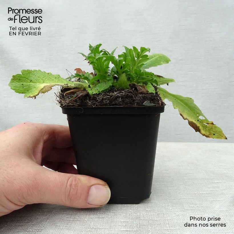 Knautia arvensis 8/9 cm pot sample as delivered in winter