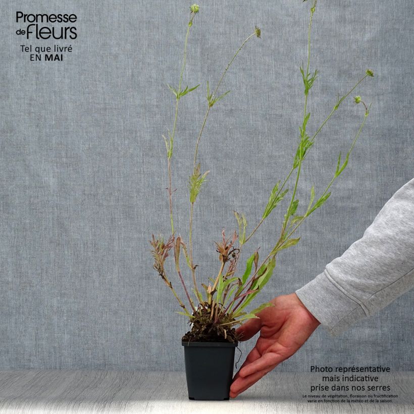 Knautia arvensis 8/9 cm pot sample as delivered in spring