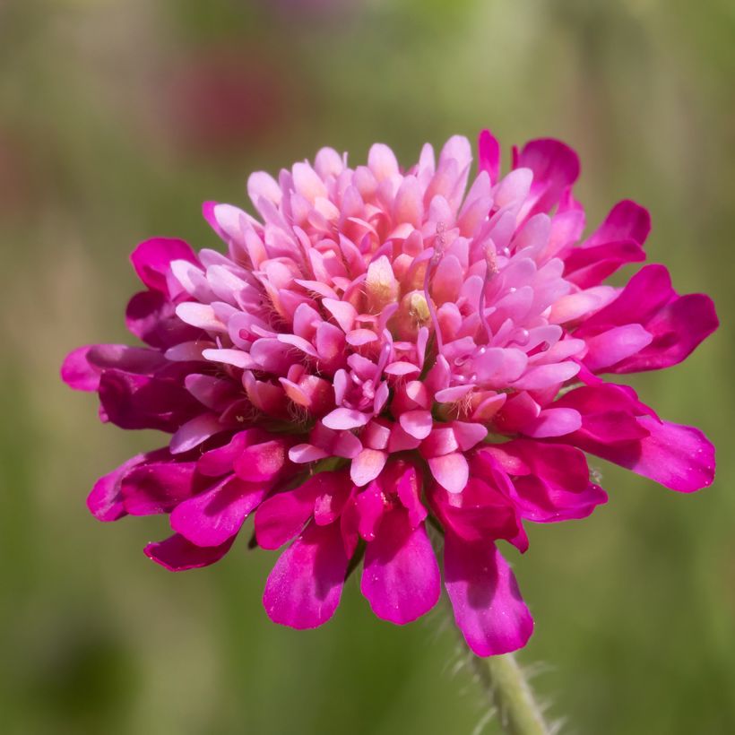 Knautia macedonica Melton Pastels - Macedonian scabious (Flowering)