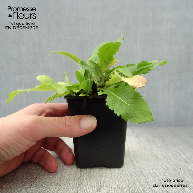 Knautia macedonica 7/8 cm pot sample as delivered in winter