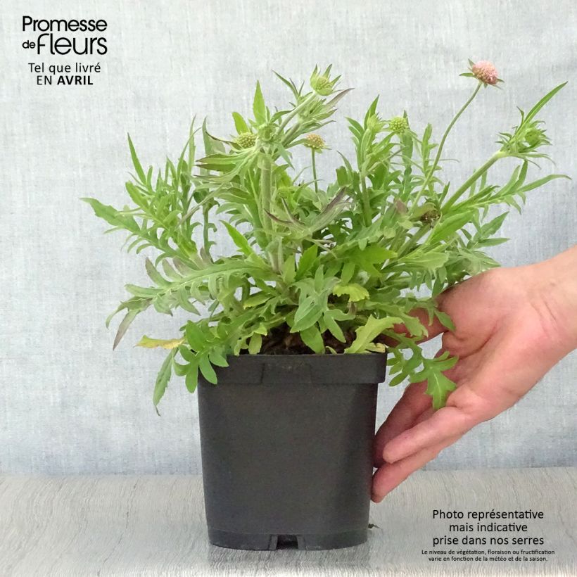 Knautia macedonica 2L/3L pot sample as delivered in spring