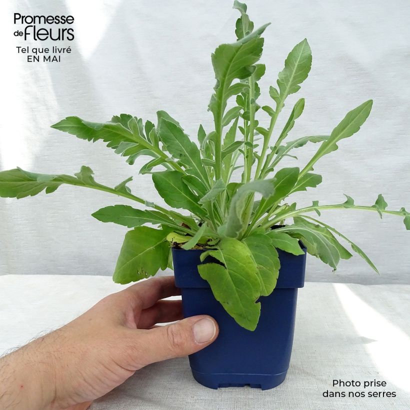 Knautia macedonica 7/8 cm pot sample as delivered in spring