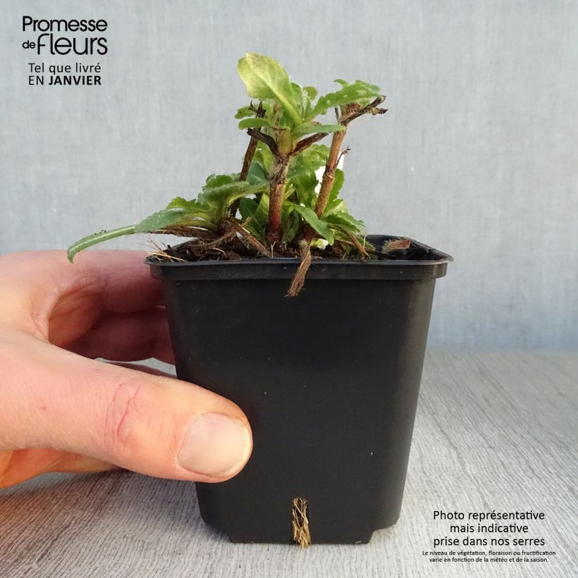 Knautia macedonica Red Knight 8/9 cm pot sample as delivered in winter