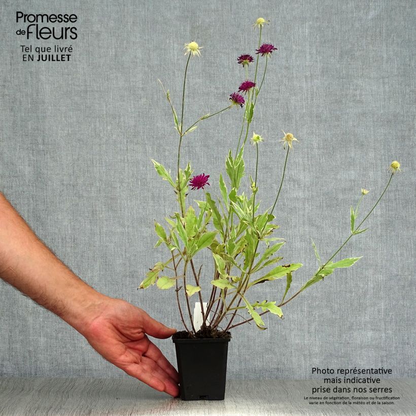 Knautia macedonica Thunder and Lightning Godet de 8/9 cm sample as delivered in summer
