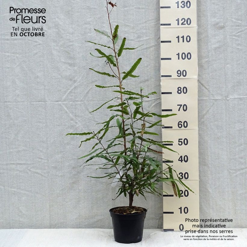 Knightia excelsa 3L/4L pot sample as delivered in autumn