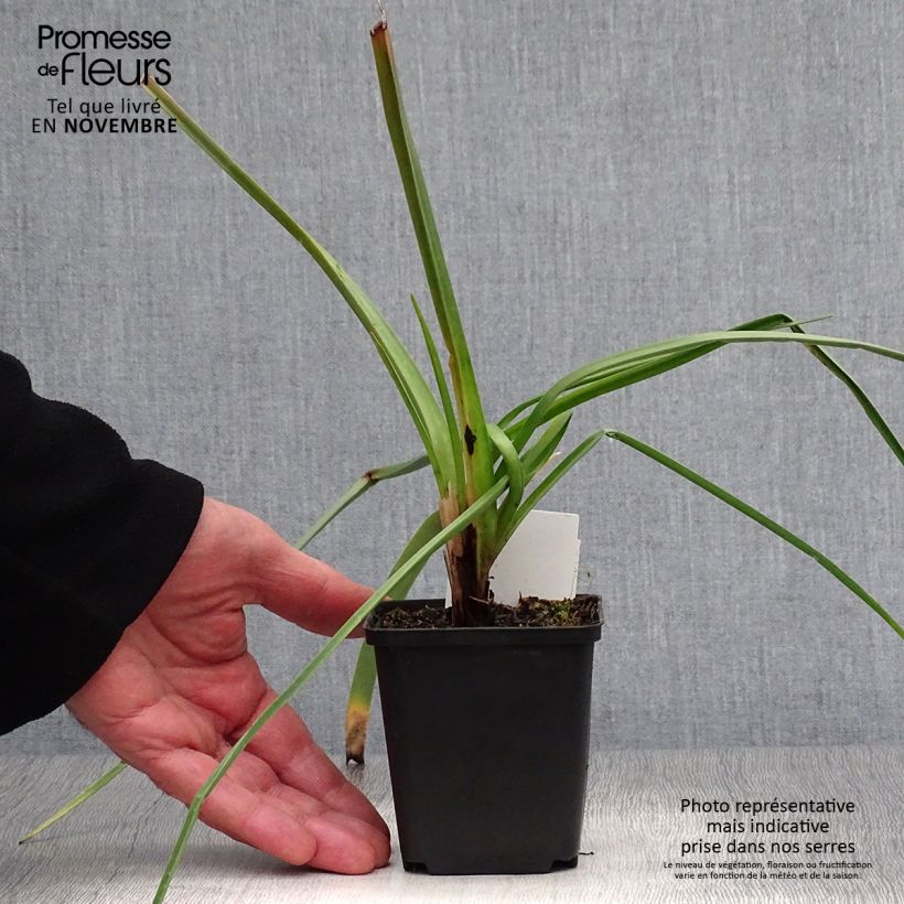 Kniphofia Alcazar - Red Hot Poker 8/9 cm pot sample as delivered in autumn