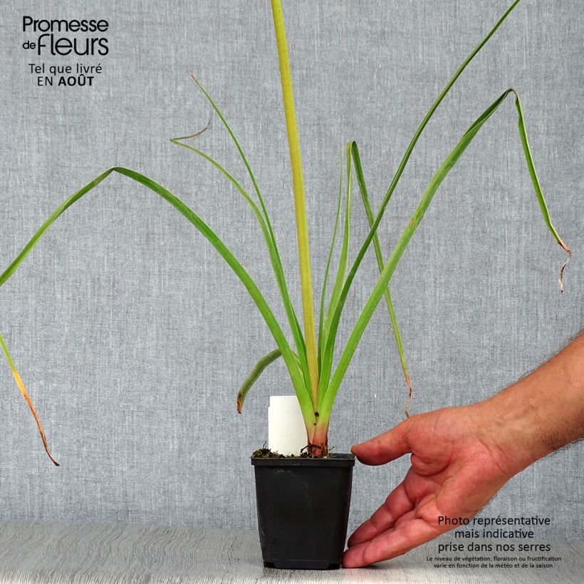 Kniphofia Alcazar - Red Hot Poker 8/9 cm pot sample as delivered in summer