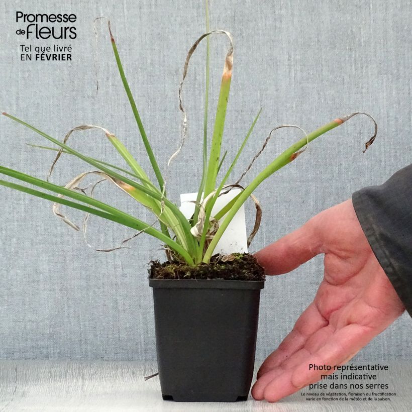 Kniphofia Alcazar - Red Hot Poker 8/9 cm pot sample as delivered in winter