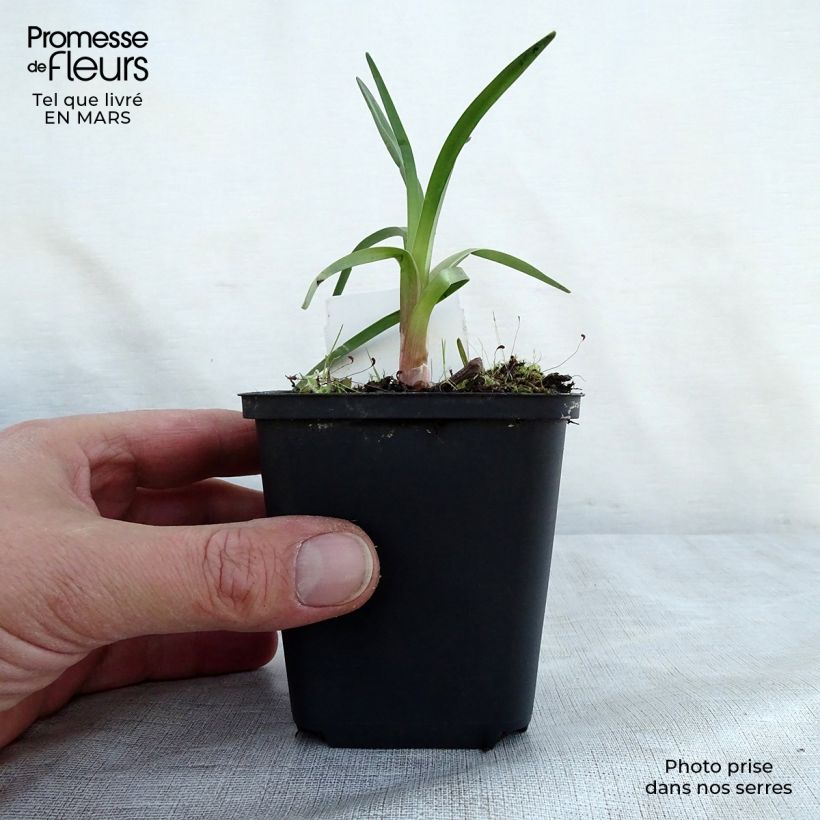 Kniphofia Alcazar - Red Hot Poker 8/9 cm pot sample as delivered in spring