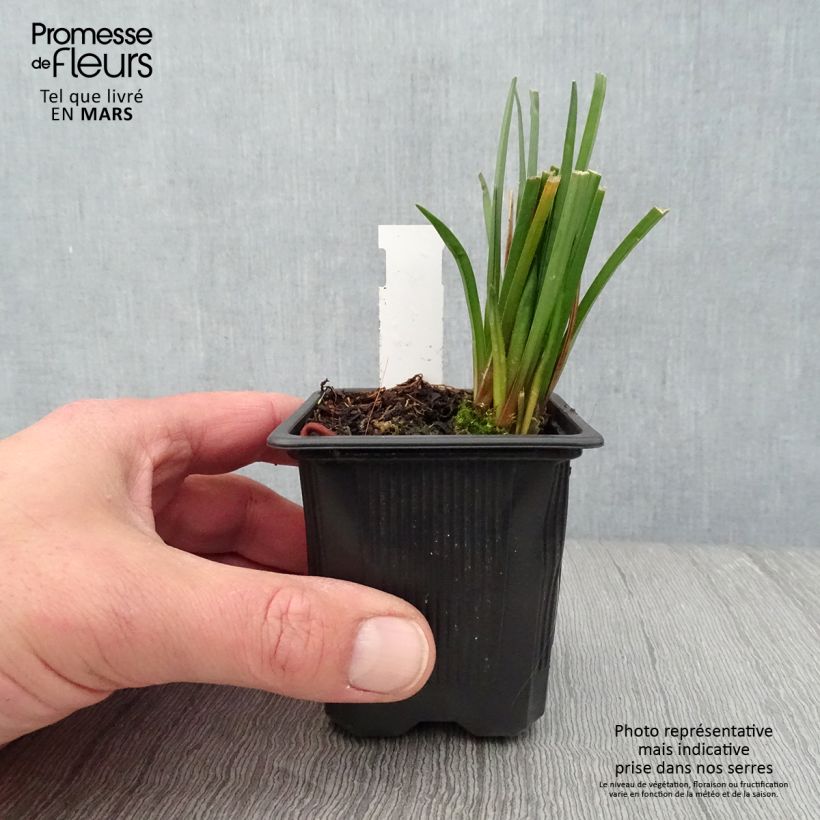 Kniphofia Bees Lemon - Red Hot Poker 8/9 cm pot sample as delivered in spring