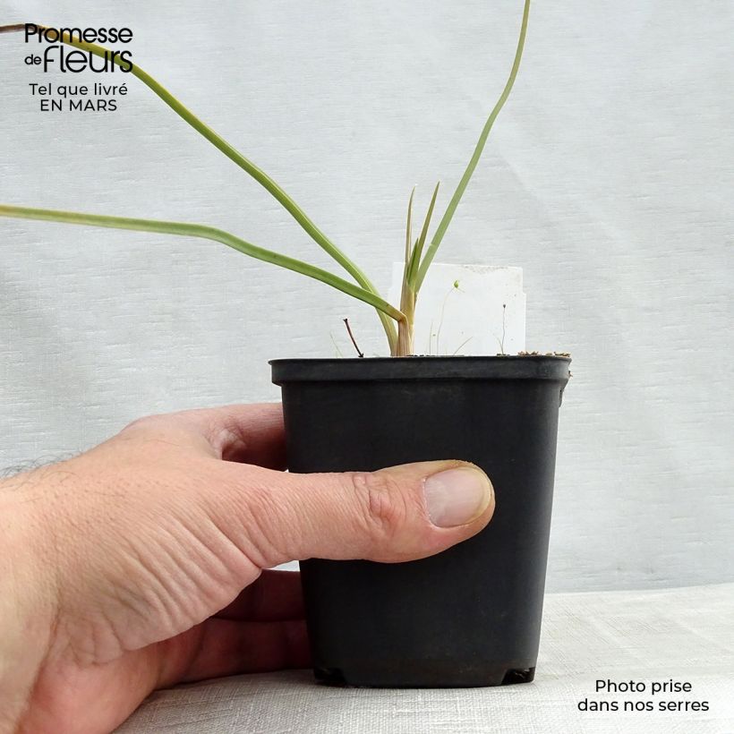 Kniphofia Dorset Sentry - Red Hot Poker 8/9 cm pot sample as delivered in spring