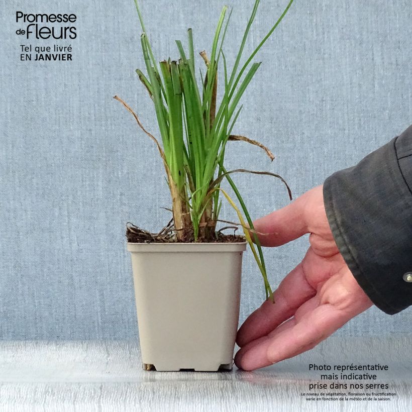 Kniphofia Elvira - Red Hot Poker 8/9 cm pot sample as delivered in winter