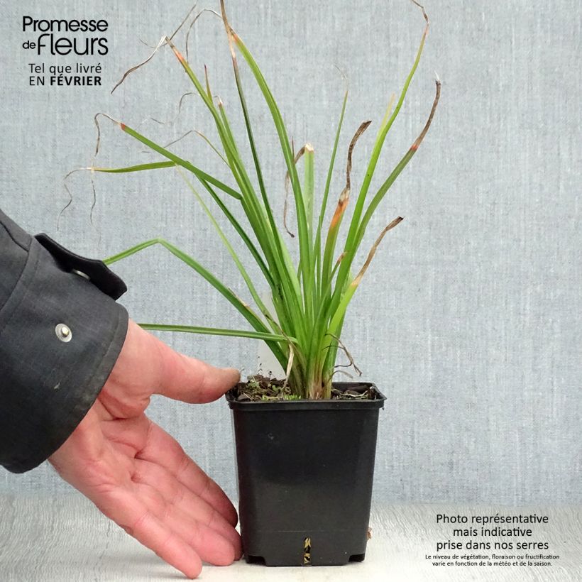 Kniphofia pauciflora Flamenco - Red Hot Poker 8/9 cm pot sample as delivered in winter