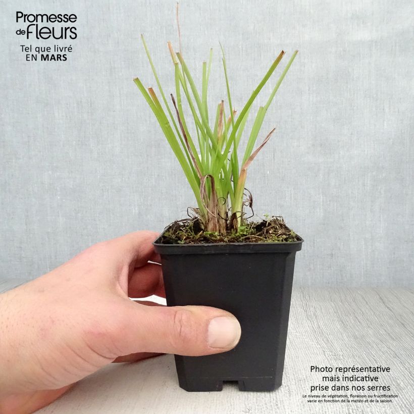 Kniphofia Ice Queen - Red Hot Poker 8/9 cm pot sample as delivered in spring