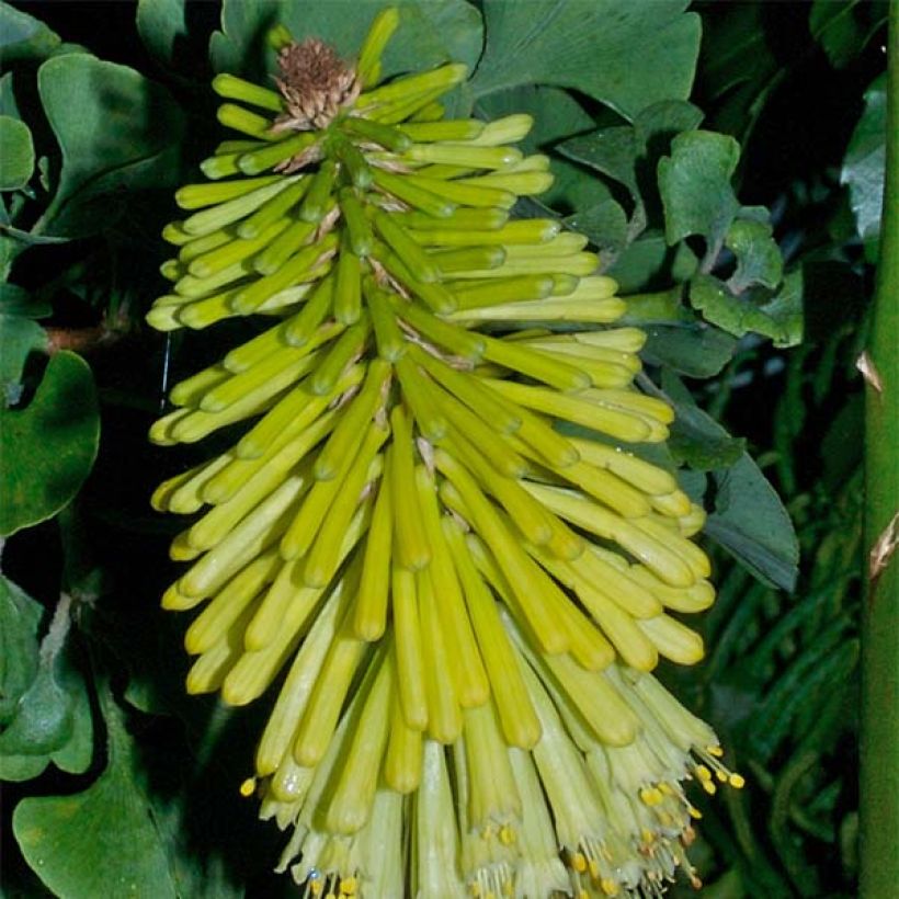 Kniphofia Percys Pride - Red Hot Poker (Flowering)
