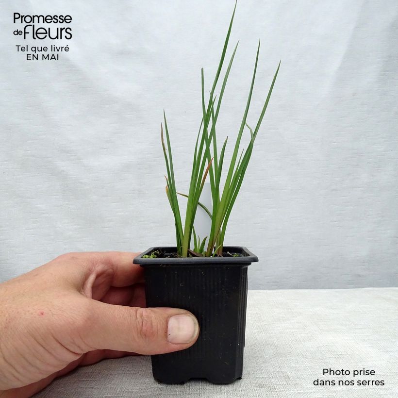 Kniphofia uvaria Redhot Popsicle - Red Hot Poker 8/9 cm pot sample as delivered in spring