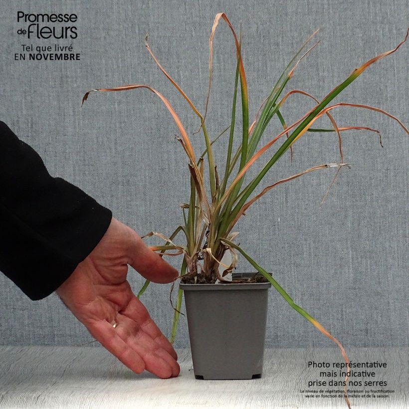 Kniphofia Tawny King - Red Hot Poker 8/9 cm pot sample as delivered in autumn