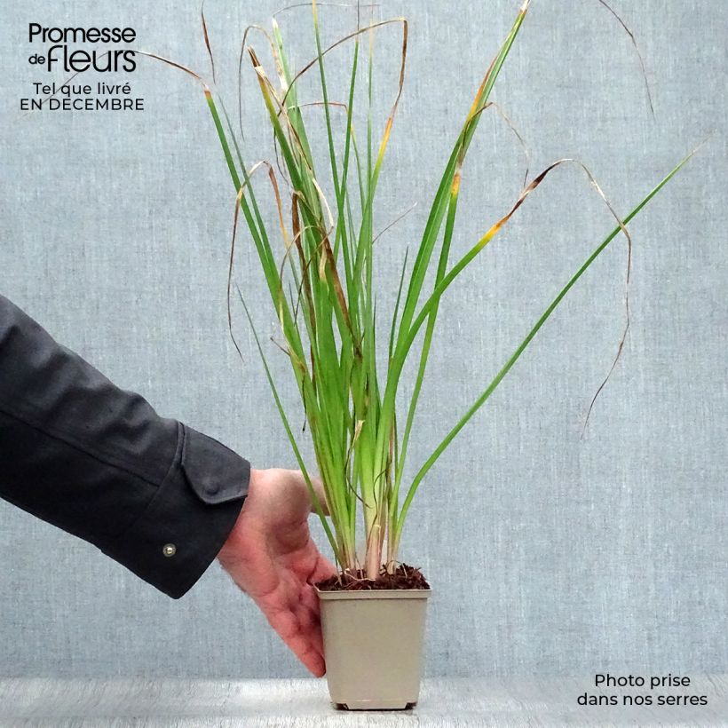 Kniphofia Tawny King - Red Hot Poker 8/9 cm pot sample as delivered in winter