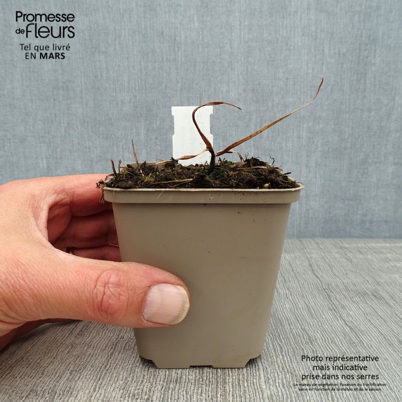 Kniphofia Tawny King - Red Hot Poker 8/9 cm pot sample as delivered in spring