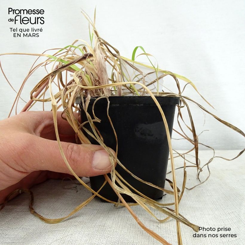 Kniphofia Vanilla - Red Hot Poker 8/9 cm pot sample as delivered in spring